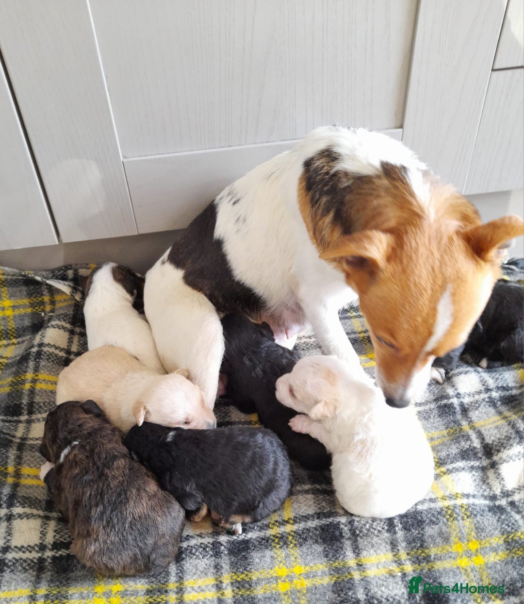 Jackapoo dogs for sale: Stunning Litter F1 JACKAPOO + Big Puppy Pack  - Image 8