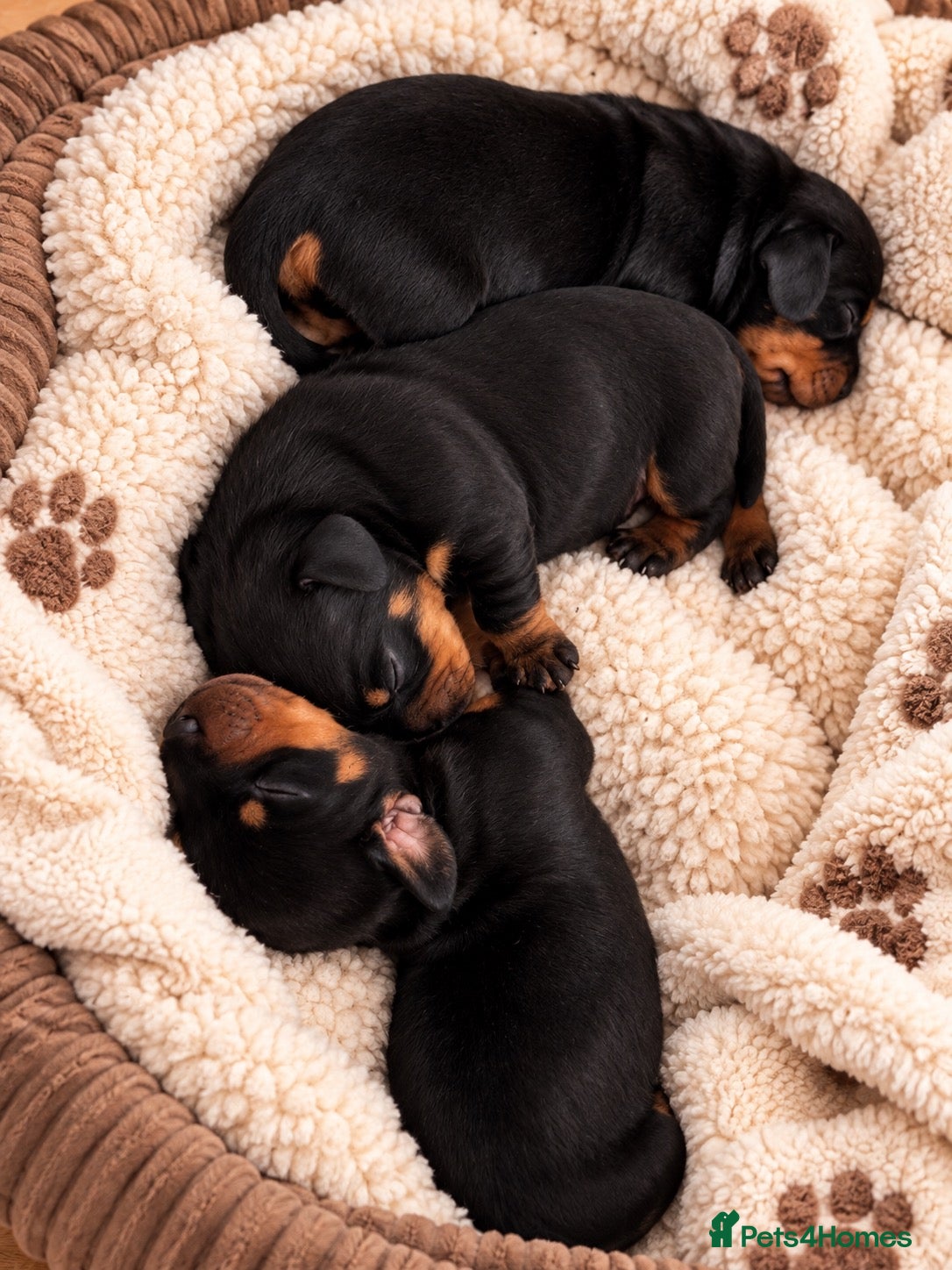 Miniature Dachshund dogs 3 miniature Dachshund Boys   - Advert 2