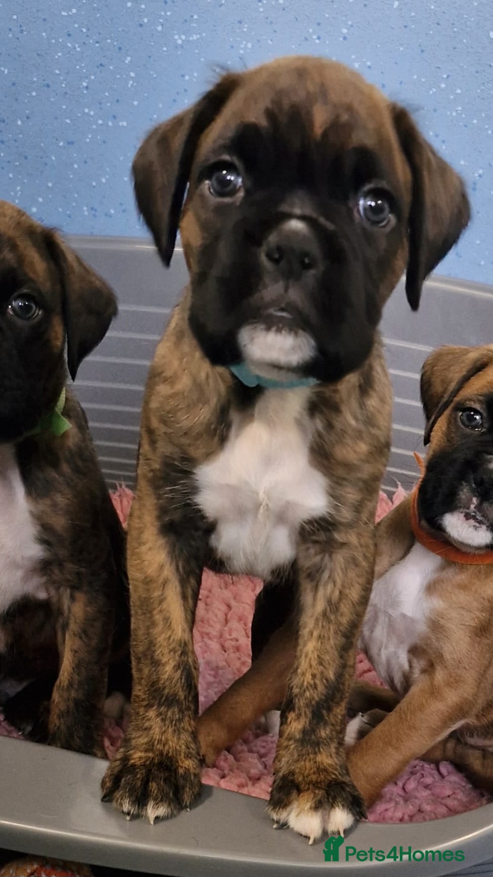 Boxer dogs KC STUNNING BOY  - Advert 20