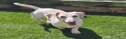 Miniature Dachshund dogs for sale: KC Cream Piebald  - Advert 4