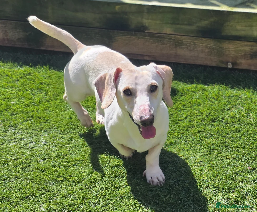 Miniature Dachshund dogs for sale: KC Cream Piebald  - Advert 4