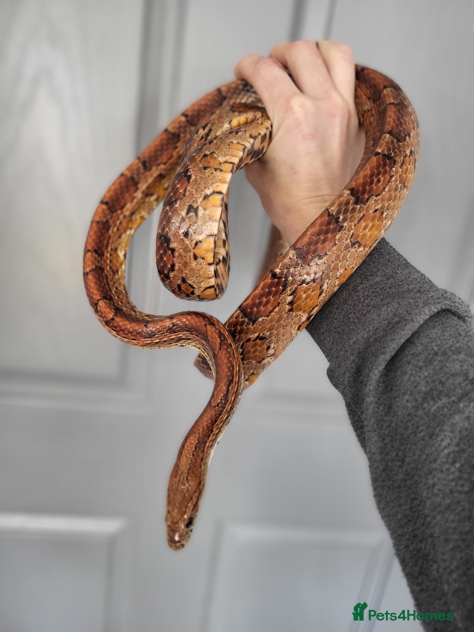 Corn Snake reptiles Fabulous to handle corn snakes - Advert 1