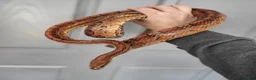 Corn Snake reptiles for sale: Fabulous to handle corn snakes - Advert 1