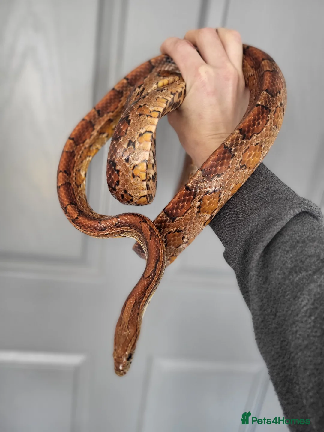 Corn Snake reptiles for sale: Fabulous to handle corn snakes - Advert 1