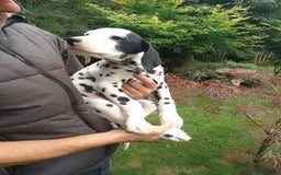 Dalmatian dogs for sale: Dalmatian puppies - Image 3