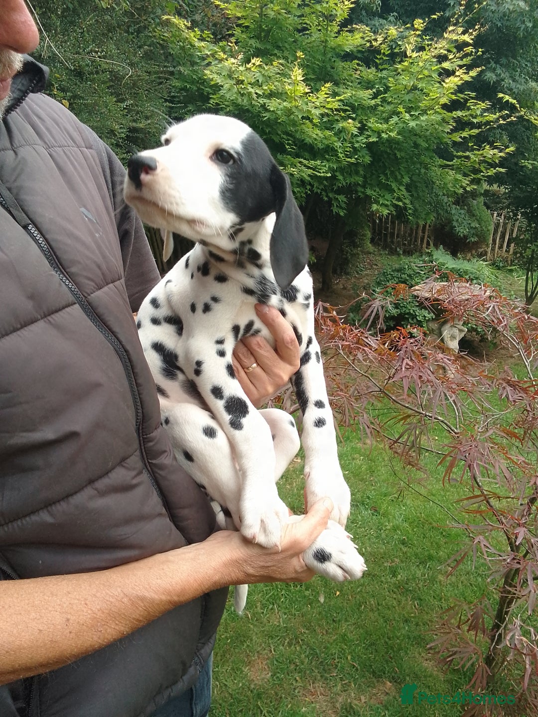 Dalmatian dogs for sale: Dalmatian puppies - Image 3