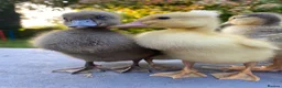 Ducks poultry for sale: Pure Indian Runner Ducklings + Fertile Eggs - Advert 2