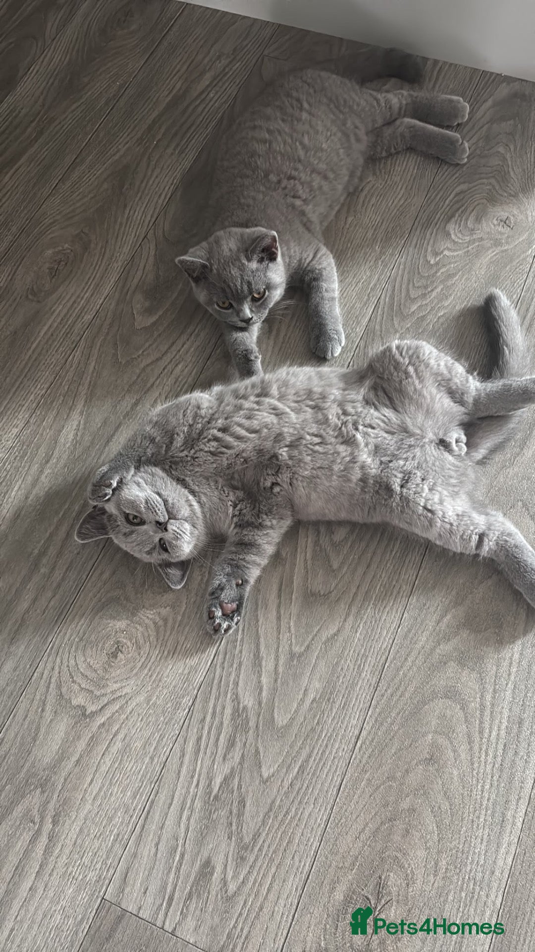 British Shorthair cats 🧸Chunky British Shorthair Kittens🧸 - Advert 1