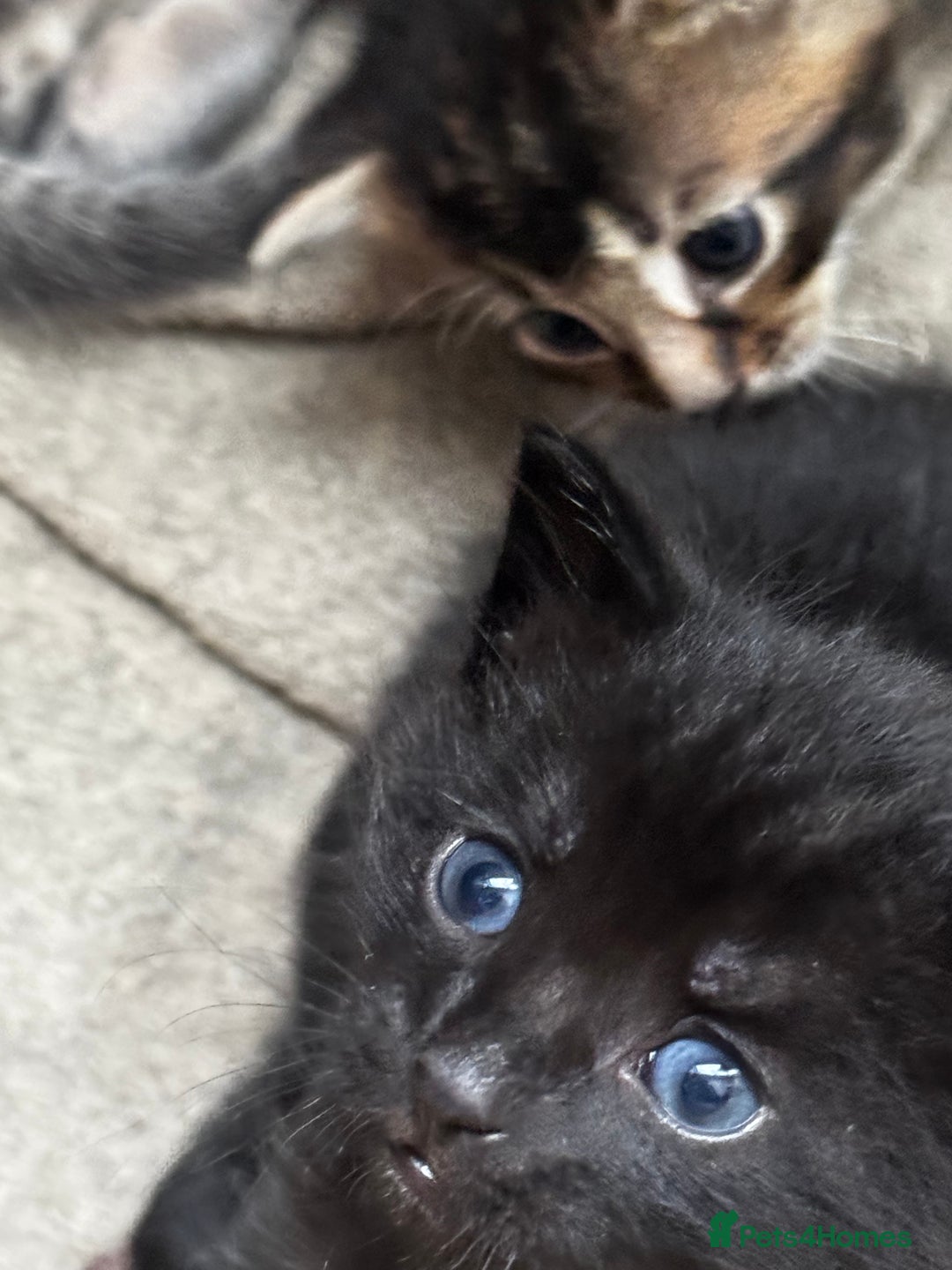 Russian Blue cats for sale: ✨RUSSIAN BLUE KITTEN FOR SALE  - Image 10