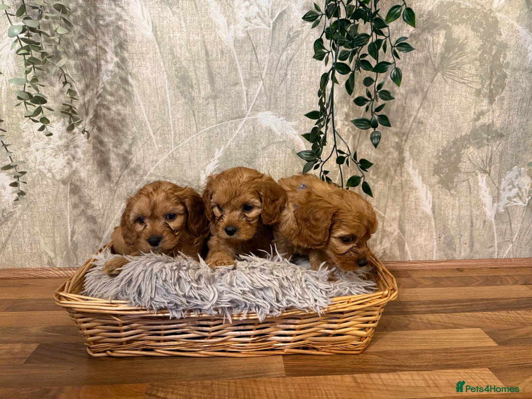 Cavapoo dogs for sale: Beautiful F1 Cavapoos  - Advert 6