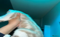 Bengal cats for sale: Bengal x American short hair mix - Image 3