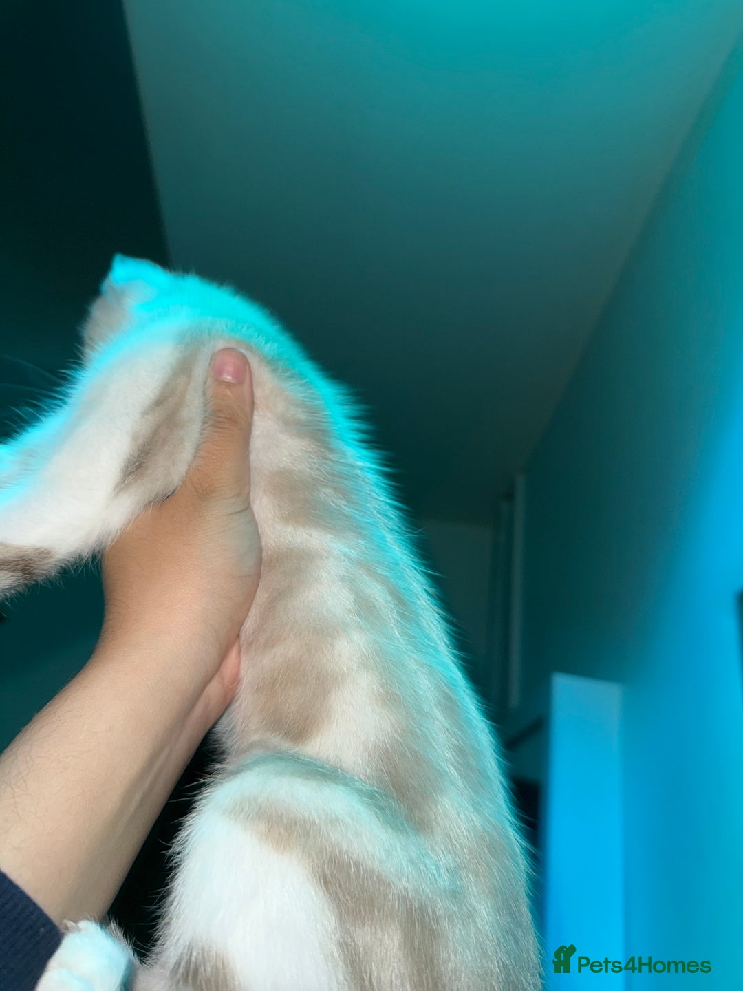 Bengal cats for sale: Bengal x American short hair mix - Image 3
