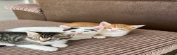 British Shorthair cats for sale: 3 female kittens  - Advert 2