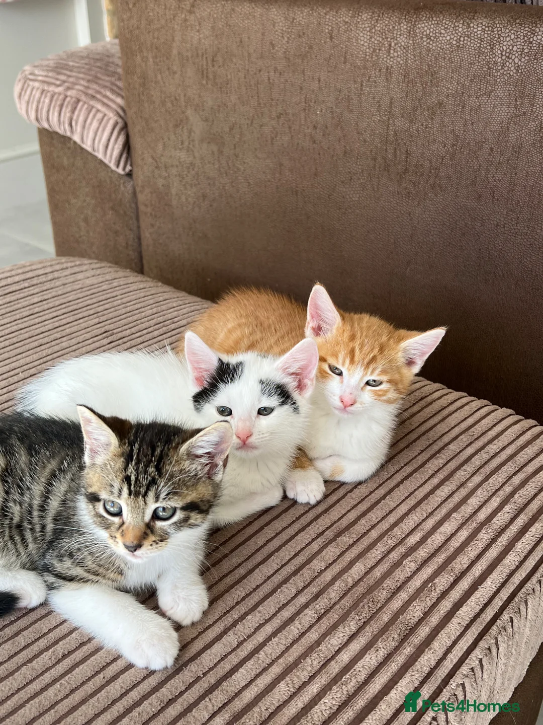 British Shorthair cats for sale: 3 female kittens  - Advert 2