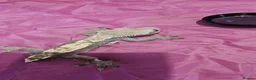 Gecko reptiles for sale: Mixed geckos - Advert 6