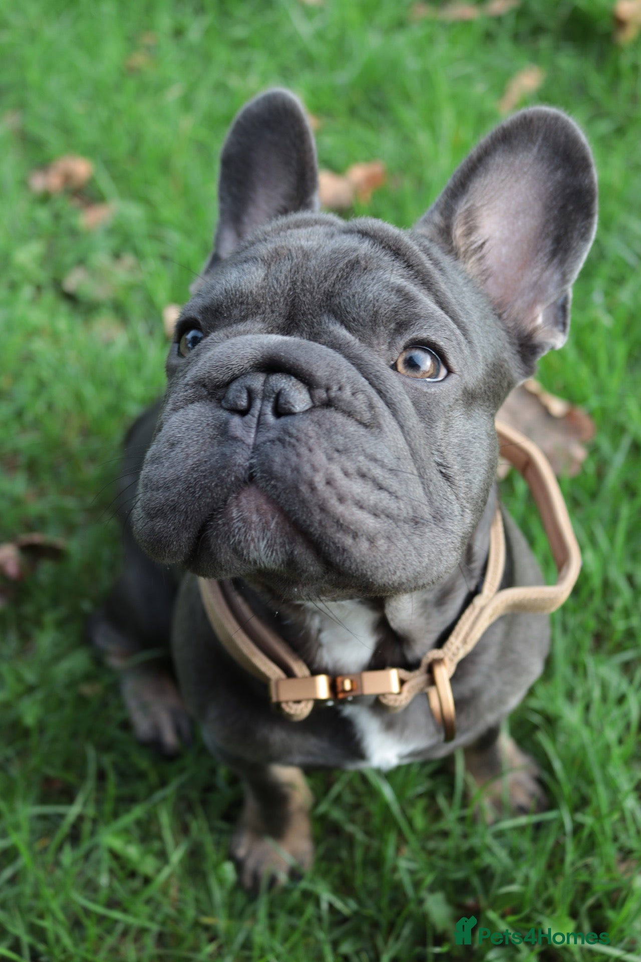 French Bulldog dogs River (please read description in full) - Advert 5