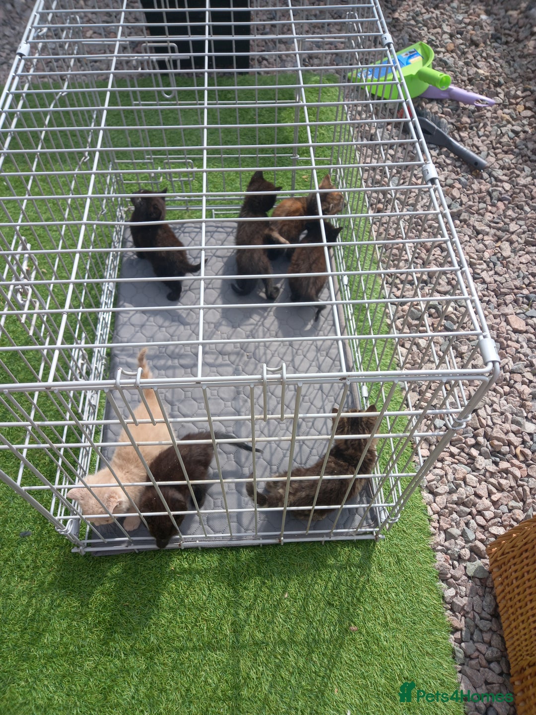 Mixed Breed cats for sale: Kittens for sale - Image 5