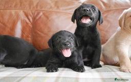 Labrador Retriever dogs for sale: Stunning Health Tested Labrador Puppies - Image 2