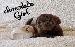 Mixed Breed dogs for sale: Westipoo pups - Advert 6