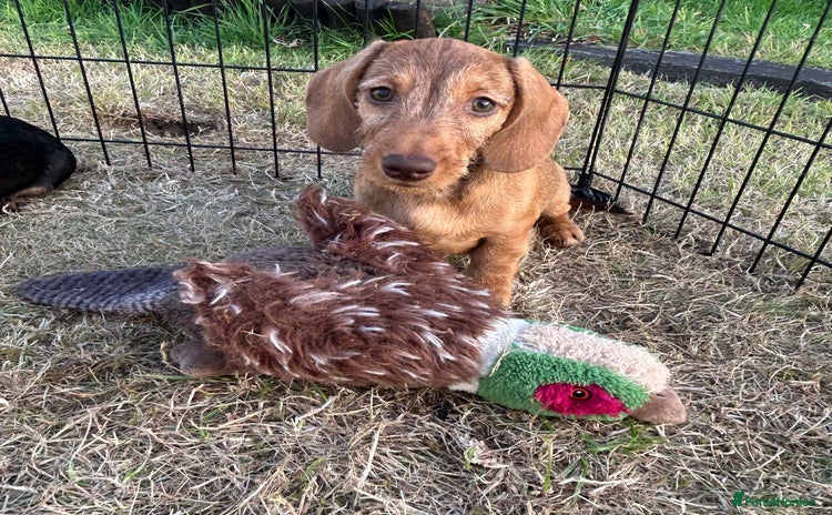 Miniature Dachshund dogs - Advert 6