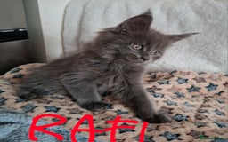 Maine Coon cats for sale: Gorgeous Maine Coon Kittens-Champion Bloodlines - Image 14