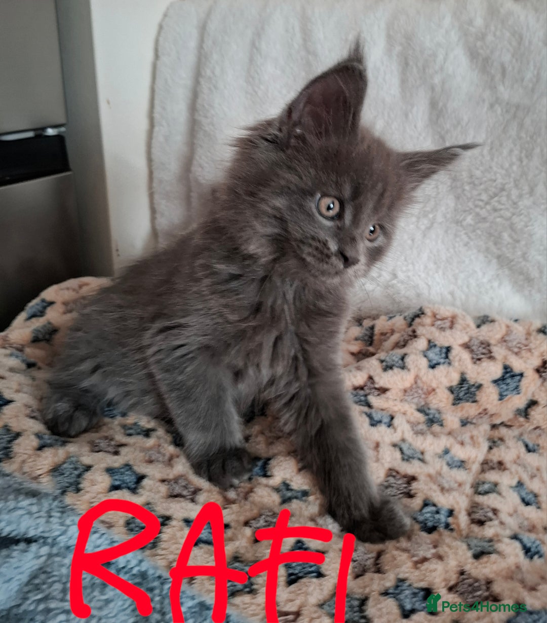 Maine Coon cats for sale: Gorgeous Maine Coon Kittens-Champion Bloodlines - Image 14