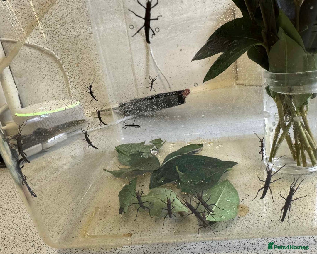 Stick Insects invertebrates for sale: 10 Black Beauty stick insects, CAN POST  - Image 3