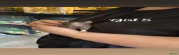 Rat rodents for sale: Baby rats  in Trowbridge - Advert 28