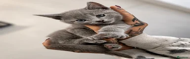 British Shorthair 2