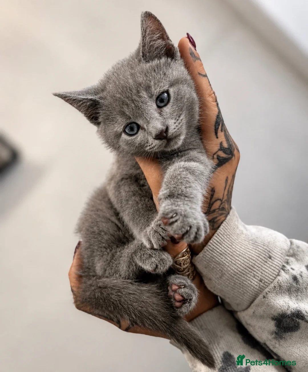 British Shorthair cats for sale: *reductions made* - JUST 2 BOYS LEFT!  - Advert 9