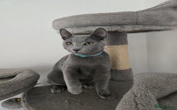 Russian Blue cats for sale: One girl left, gccf, pedigree  - Image 4