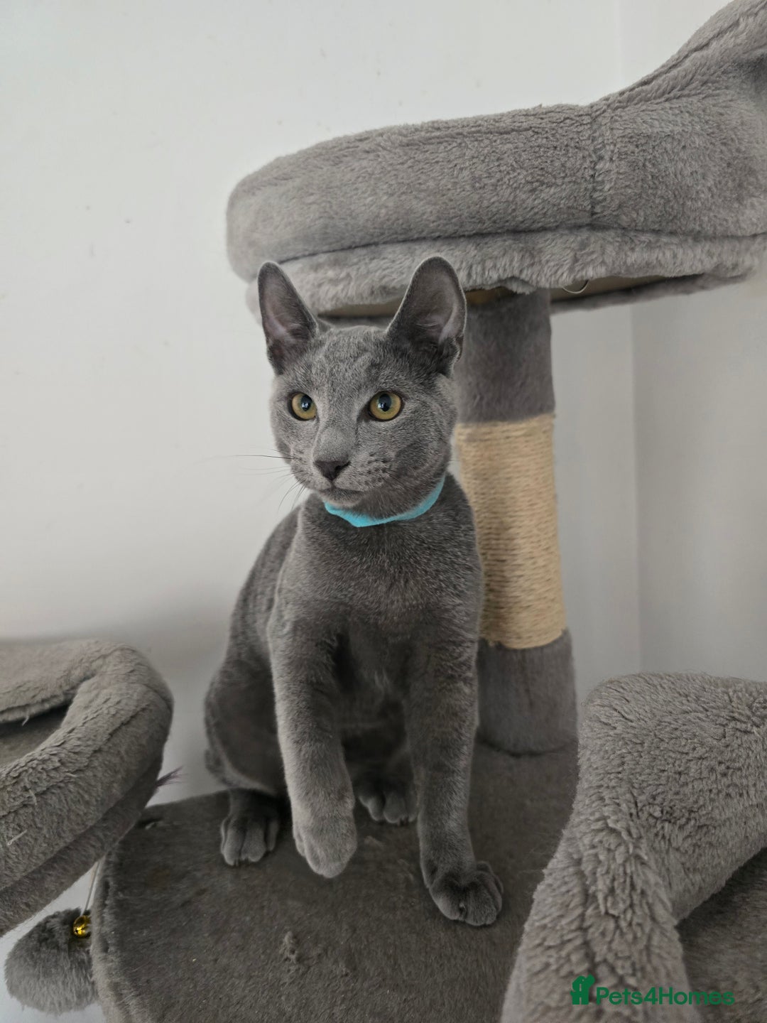 Russian Blue cats for sale: One girl left, gccf, pedigree  - Image 4