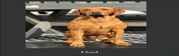 Labrador Retriever dogs for sale: Fox Red Labrador Retriever puppies - £1,200. - Advert 8
