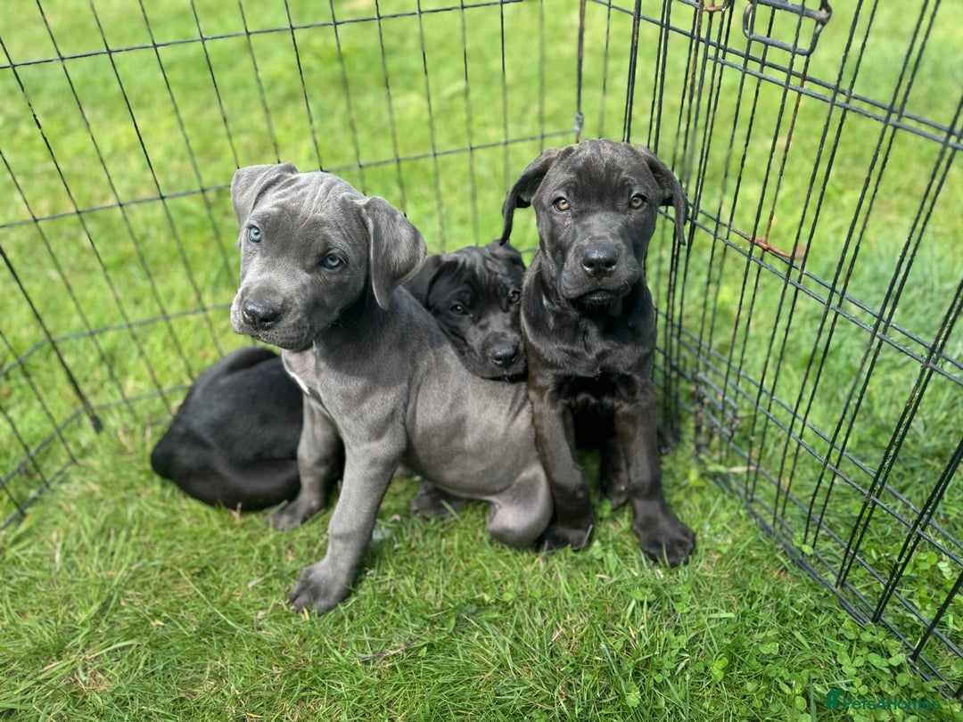 Cane Corso dogs for sale: Cane corso girl pup FULLY VACCINATED  - Image 20