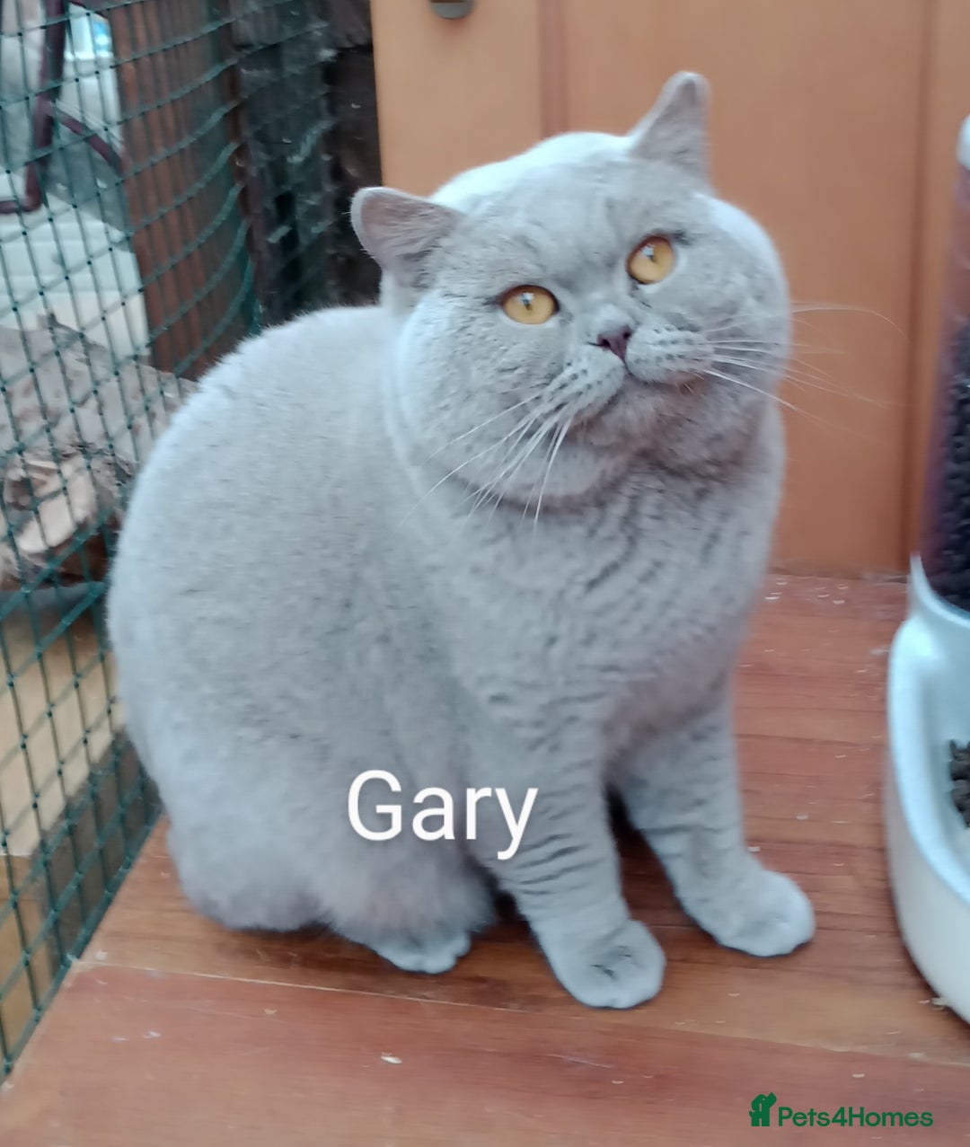 British Shorthair cats for stud: Gccf Active Lilac Stud Blood B NO LH in Manchester - Image 10