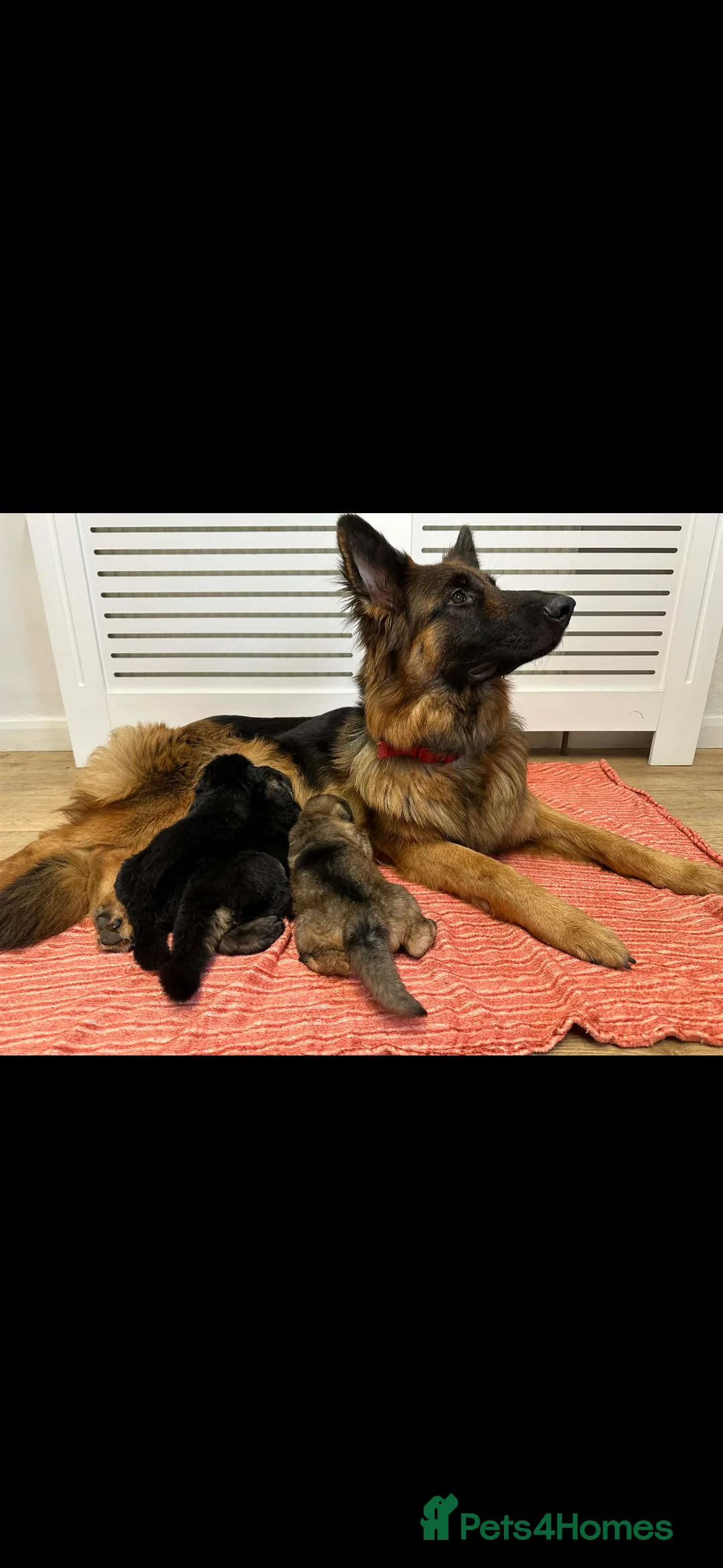 German Shepherd dogs for sale: Long Hair German Shepherd Puppies  in Castleford - Advert 1