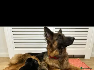 German Shepherd dogs Long Hair German Shepherd Puppies - Advert 1