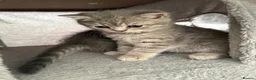 Scottish Fold cats for sale: 5 Kittens Scottish Fold - Advert 2