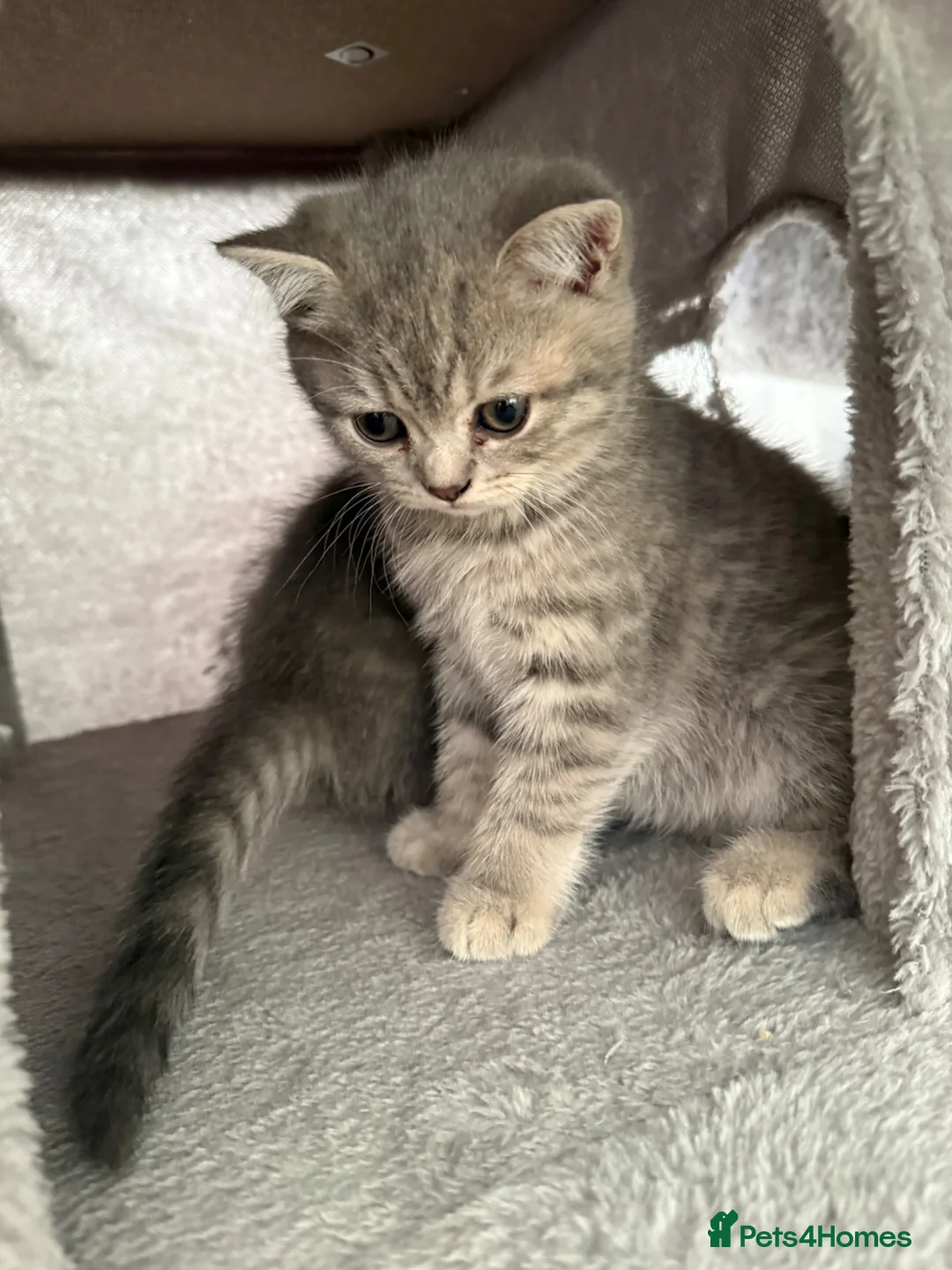 Scottish Fold cats for sale: 5 Kittens Scottish Fold - Advert 2