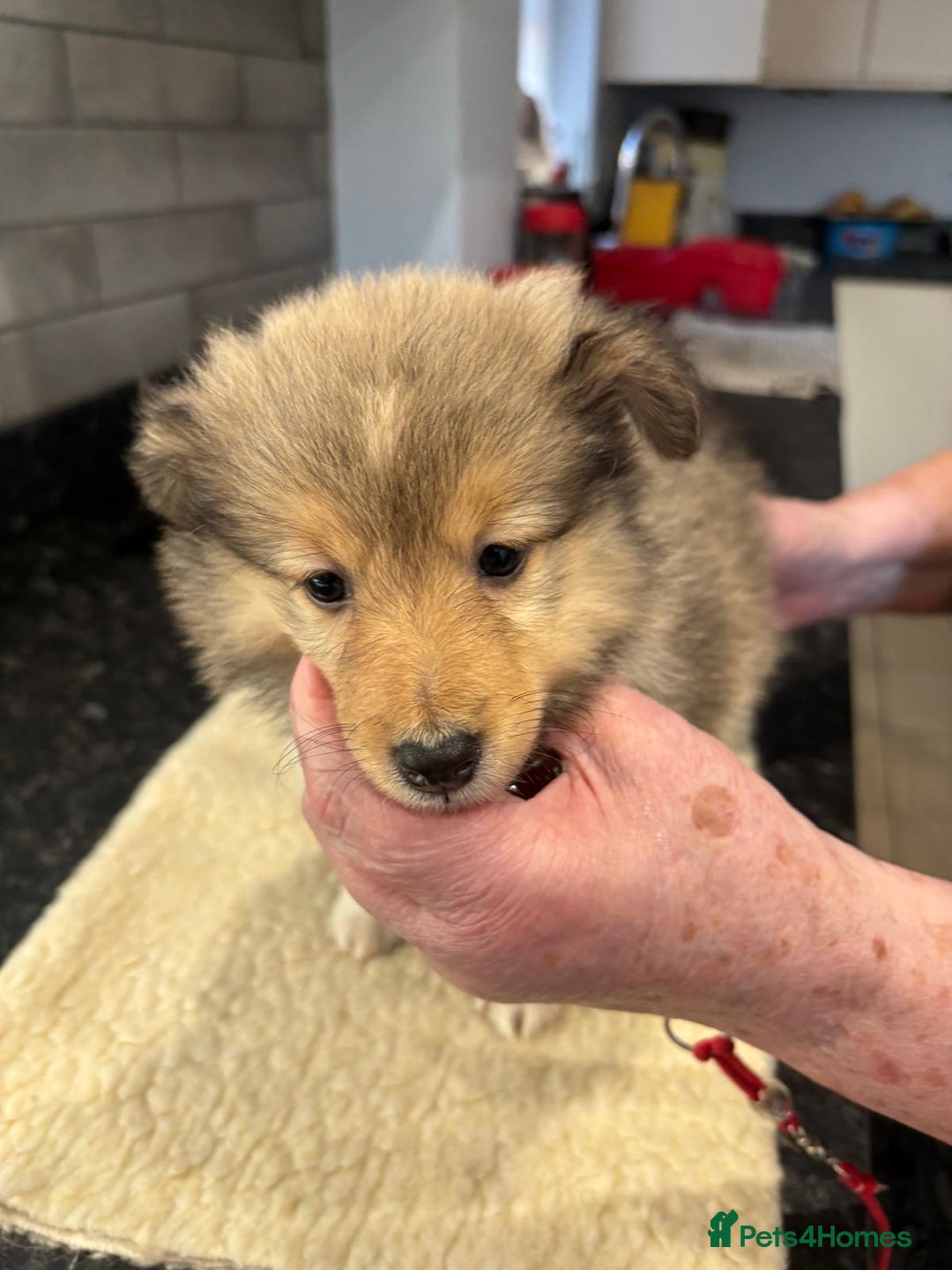 Shetland Sheepdog dogs for sale: Shetland sheepdog puppies - Image 4