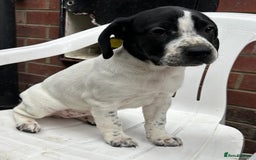 Mixed Breed dogs for sale: 🐾Cocker-Pie (Mini Hippo)s🐾 - Image 19
