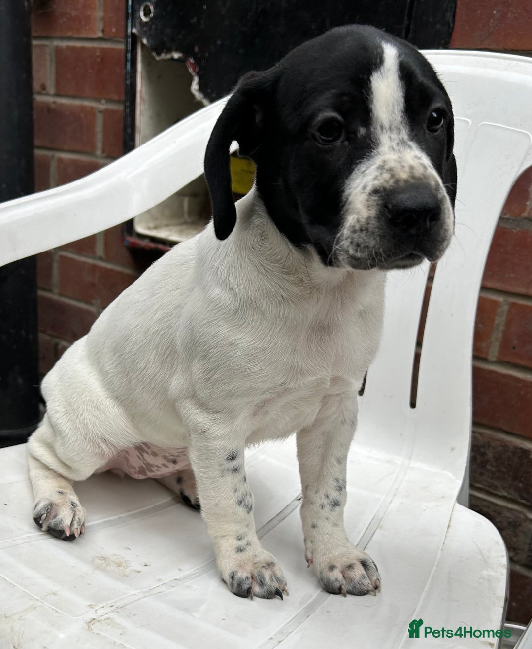 Mixed Breed dogs for sale: 🐾Cocker-Pie (Mini Hippo)s🐾 - Image 19