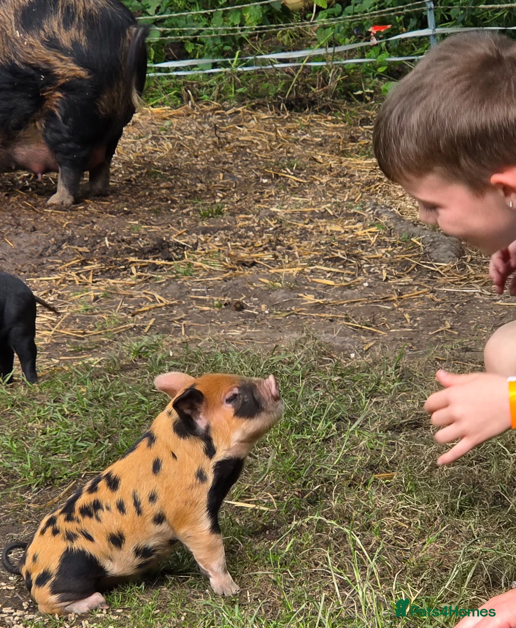 Pig livestock Stunning kune kune pet friendly little piglets - Advert 2