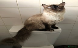 Mixed Breed cats for sale: Gorgeous ragdoll mum and her 2 sons😻 - Image 5