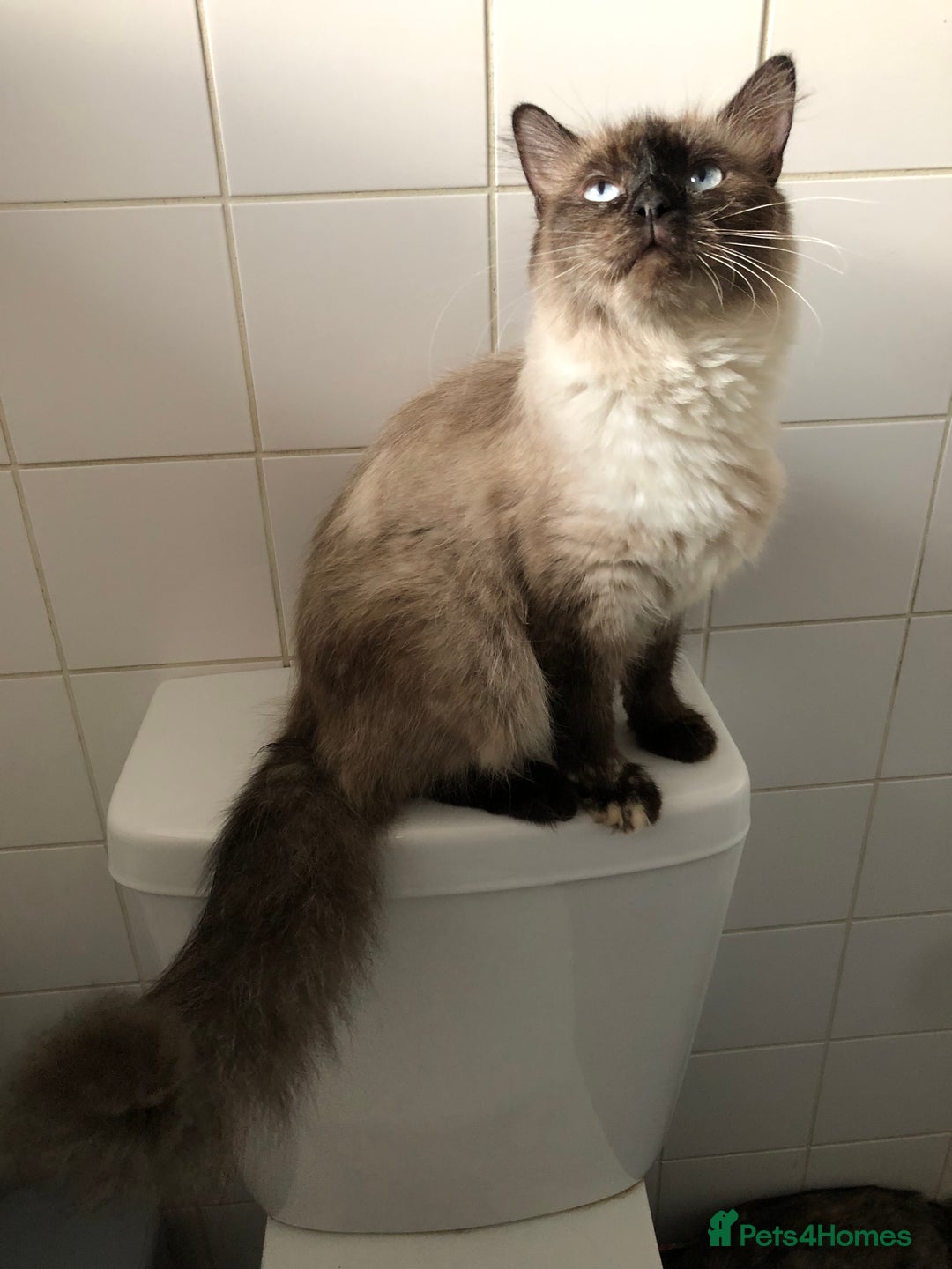 Mixed Breed cats for sale: Gorgeous ragdoll mum and her 2 sons😻 - Image 5