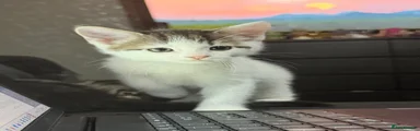 Pablo