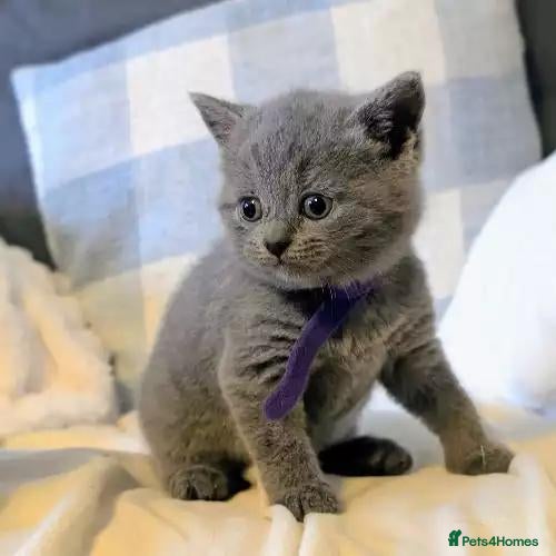 British Shorthair cats Beautiful British Shorthair Kittens - Advert 4