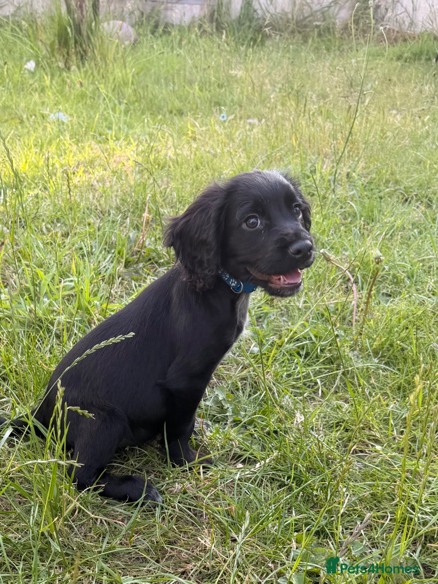 Cocker Spaniel dogs Last boy available 🐾 - Advert 1