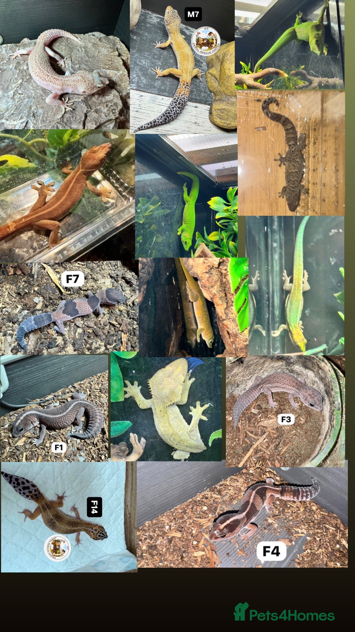 Leopard Gecko reptiles Available Rescue Looking for Their Forever Homes - Advert 1