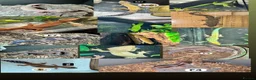 Leopard Gecko reptiles for sale: Available Rescue Looking for Their Forever Homes - Advert 1
